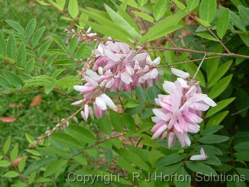 Indigofera decora 